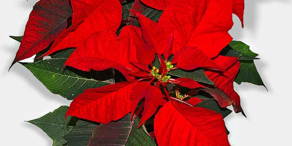 Christmas bells