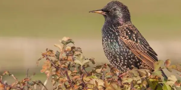 Drowned Starlings Puzzle Scientists