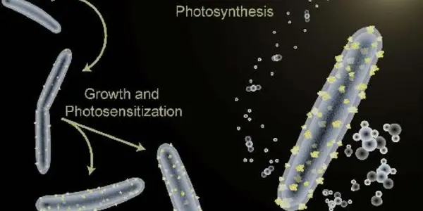 How To Train Your Bacterium