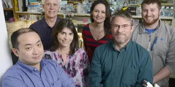 Gene-editing Technique Successfully Stops Progression Of Duchenne Muscular Dystrophy