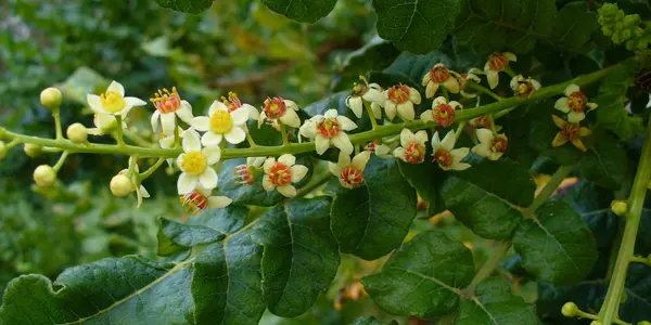 Frankincense Doomed: Gold, Myrrh Next?