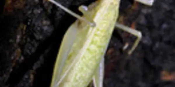 Cricket