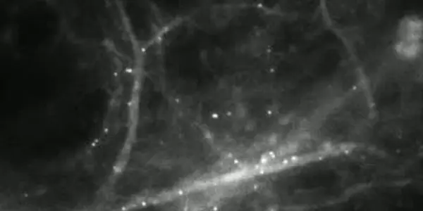 Watching Molecules Morph Into Memories