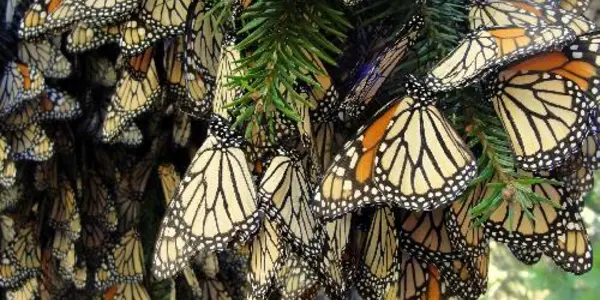 Wing Structure Helps Female Monarch Butterflies Outperform Males In Flight