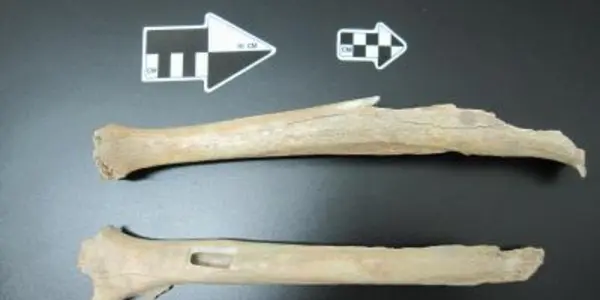 Tianyuan Cave Human From 40,000 Years Ago Linked To Native Americans And Modern Asians
