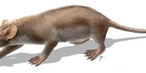 Prehistoric Mammal Likely Suffered From Hair Disease