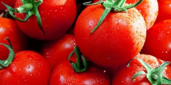 Growing Sweet On Tomatoes