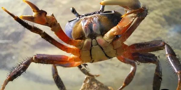 Decapods: Warrior Crabs