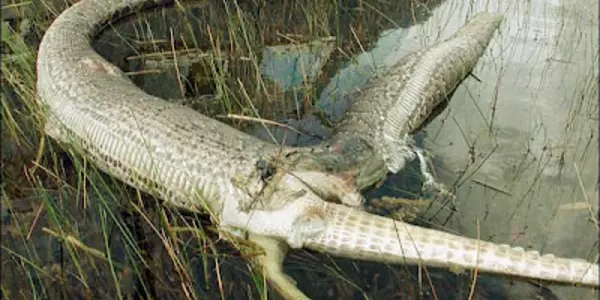 Snake explodes after swallowing alligator
