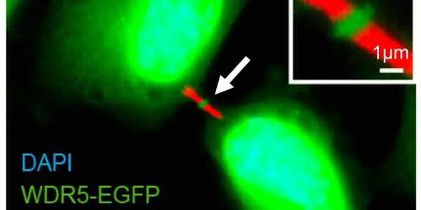 Shedding Light On The Dark Zone Of Cell Division
