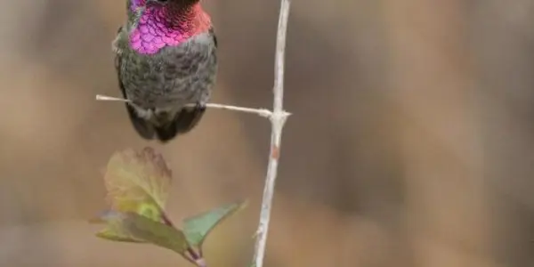 Hummingbirds Rely On Raw Power, Not Physique, To Outmaneuver Rivals
