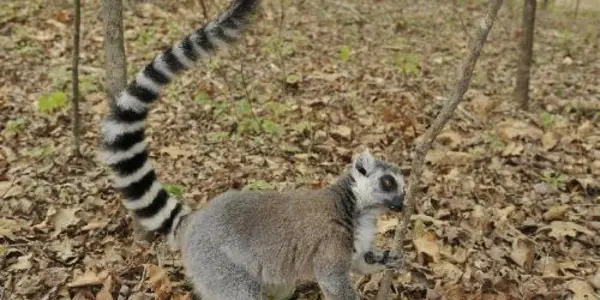 Lemurs Mix Smelly Secretions To Make Richer, Longer-lasting Scents