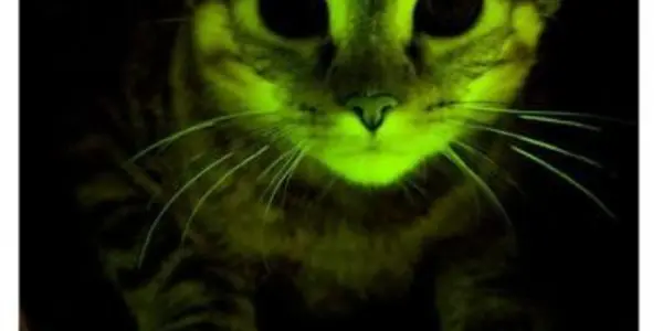 Glow-In-The-Dark Kittens (and Monkeys! And Ovaries!)