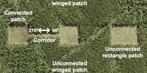 Study Finds Forest Corridors Help Plants Disperse Their Seeds