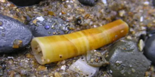 Tusk Shells: Fossils of the Lincoln Creek Formation