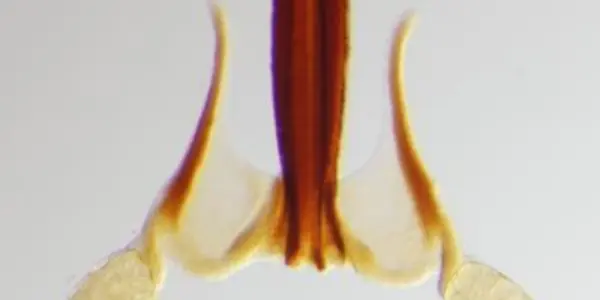 First Evidence Of Plants Evolving Weaponry To Compete In The Struggle For Selection