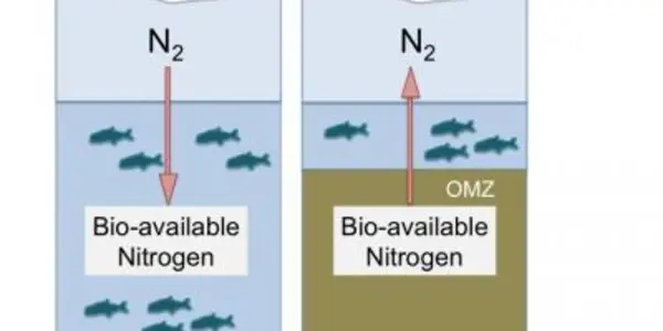 Figuring Out The Nitrogen Budget In The Oceans