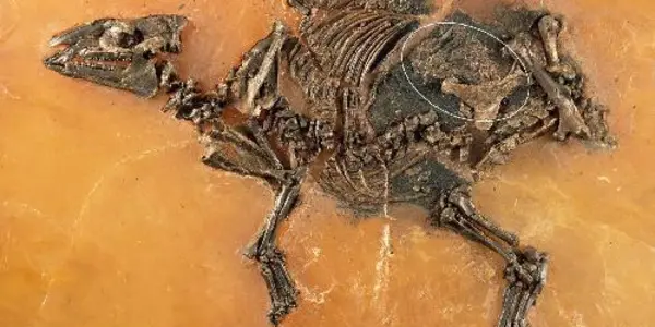 Horse-Like Fetus From 48 Million Years Ago Discovered