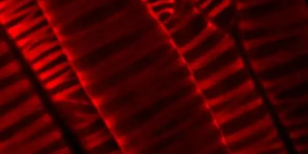 Inside/Out Plants Show How Cellulose Forms