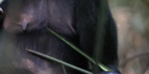 Maybe It's Hormones, But Bonobos Stay Young Longer Than Chimps