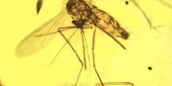 An Ancient Killer: Ancestral Malarial Organisms Traced To Age Of Dinosaurs