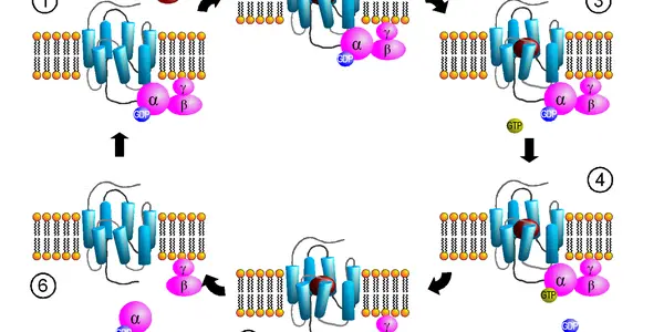 A Surprise for G-Protein Coupled Receptor Aficionados