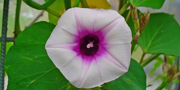 Featured Image