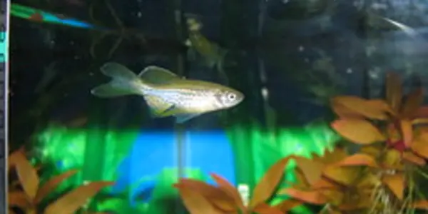 Dracula is Back! As a Fish?