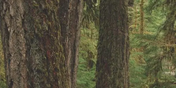 Old-growth Forests May Provide Buffer Against Rising Temperatures