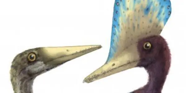 Sexual Selection In The Fossil Record: Survival Of The Prettiest?