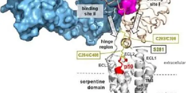 Turning On The Thyroid