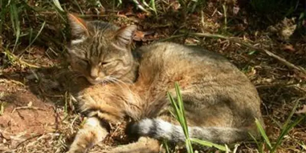 Pets Cats Traced To Chinese Farmers 5,300 Years Ago