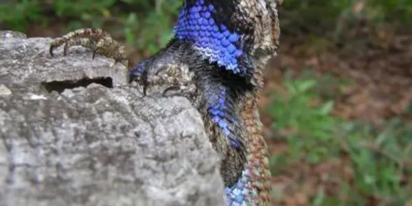 Sexual Dimorphism Trend: Male Fence Lizards Don't Like 'Bearded Ladies'