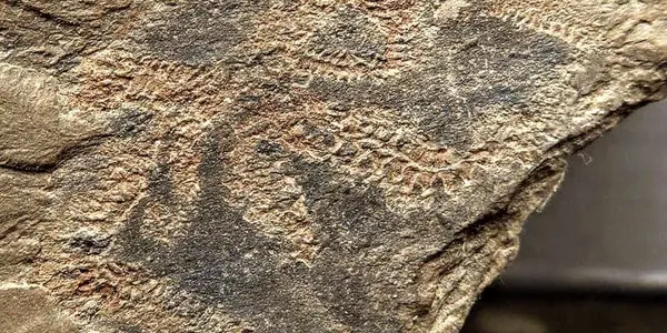 A New Species Of Edrioasteroid From The Kinzers Formation