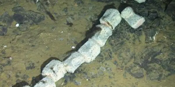First Whale Skeleton Found On Ocean Floor In Antarctica