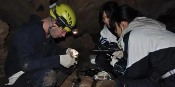 Bat Disease Fungus Found To Be Widespread In Northeast China