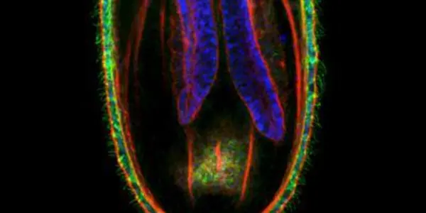 Finding Nematostella: How Epithelial Cell Shape Changes Drive Tentacle Development