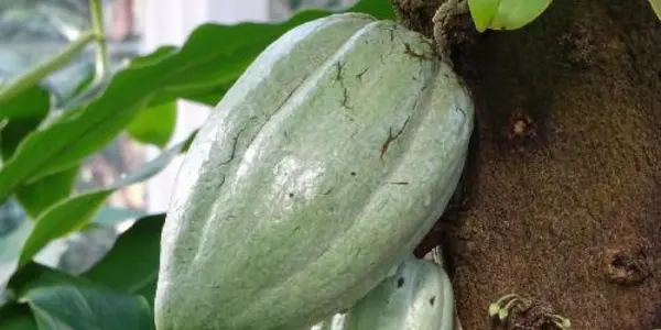 Fungus That Threatens Chocolate Forgoes Sexual Reproduction For Cloning