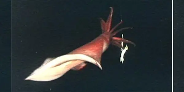Glowing Squid Swims Like A Ray