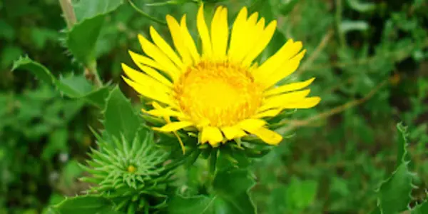 The Satisfaction of Identification: Empathizing and Systemizing Quotients and Mystery Plants