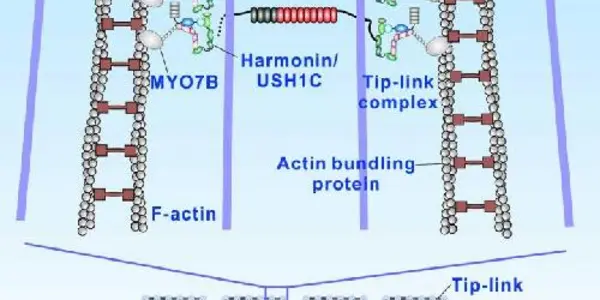 Did Ear Sensory Cell Stereocilia Evolve From Gut Microvilli?
