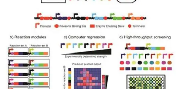 High-throughput Evaluation Of Synthetic Metabolic Pathways