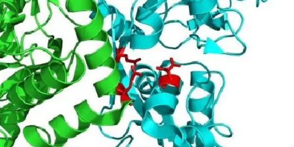 Finding Sheds Light On What May Kill Neurons After Stroke