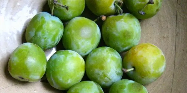 And visions of greengage plums dance in my head