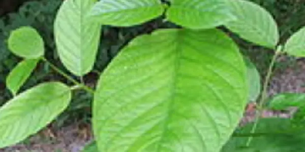 Featured Image