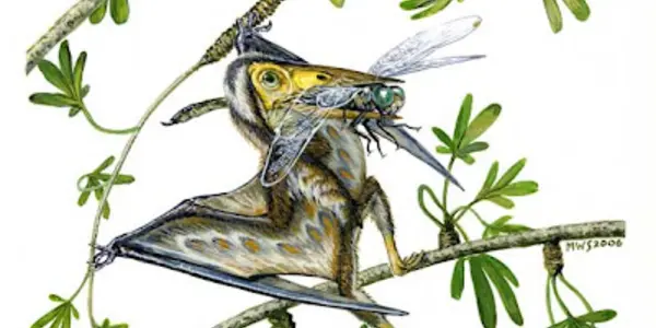 MEDE-SE AOS PALMOS - Nemicolopterus