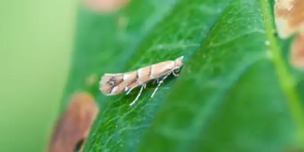 The Moth Versus The Crowd -- Tracking An Alien Invader Of Conker Trees Using People Power