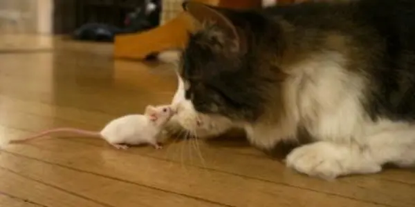 Music For Cats