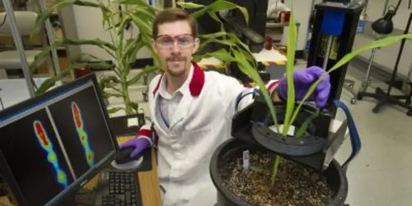 Tracking Sugar Movement In Plants