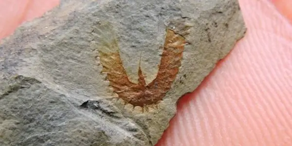 Graptolites: Our Oldest Relatives